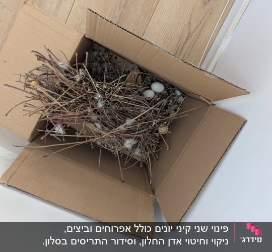 קן יונים עם ביצים בתוך קופסת קרטון